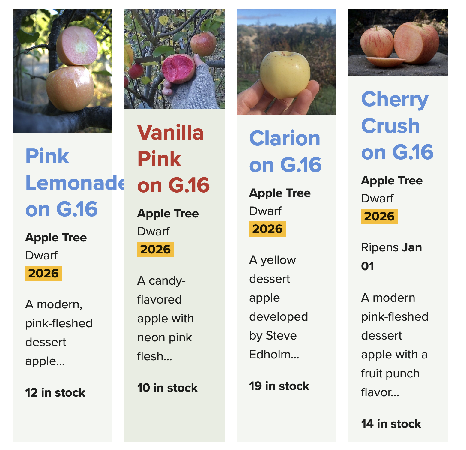 Apple - チェリーまま Apple Trees of My Varieties Available For The First Time Ever